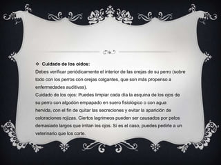  Cuidado de los oídos:
Debes verificar periódicamente el interior de las orejas de su perro (sobre
todo con los perros con orejas colgantes, que son más propenso a
enfermedades auditivas).
Cuidado de los ojos: Puedes limpiar cada día la esquina de los ojos de
su perro con algodón empapado en suero fisiológico o con agua
hervida, con el fin de quitar las secreciones y evitar la aparición de
coloraciones rojizas. Ciertos lagrimeos pueden ser causados por pelos
demasiado largos que irritan los ojos. Si es el caso, puedes pedirle a un
veterinario que los corte.
 