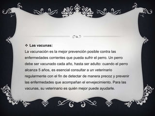  Las vacunas:
La vacunación es la mejor prevención posible contra las
enfermedades corrientes que pueda sufrir el perro. Un perro
debe ser vacunado cada año, hasta ser adulto: cuando el perro
alcanza 5 años, es esencial consultar a un veterinario
regularmente con el fin de detectar de manera precoz y prevenir
las enfermedades que acompañan el envejecimiento. Para las
vacunas, su veterinario es quién mejor puede ayudarle.
 