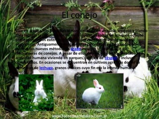 El conejo
•   Vive en áreas secas próximas al nivel del mar con un suelo arenoso y blando
    para facilitar la construcción de madrigueras. Habitan en bosques aunque
    prefieren campos extensos cubiertos por matorrales donde pueden
    esconderse. Antiguamente también eran frecuentes en tierras de cultivo
    aunque los nuevos métodos de arado incluyen la destrucción de
    madrigueras de conejos. A pesar de ello, ésta especie se ha adaptado a la
    actividad humana viviendo en parques, campos de césped o incluso
    cementerios. En ocasiones se encuentran en cultivos agrícolas donde se
    alimentan de lechuga, granos o raíces cuyo fin era la ingesta humana.
 