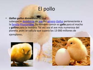 El pollo
• Gallus gallus domesticus es una
  subespecie doméstica de ave del género Gallus perteneciente a
  la familia Phasianidae. Su nombre común es gallo para el macho
  y gallina para la hembra. Tal vez sea el ave más numerosa del
  planeta, pues se calcula que supera los 13 000 millones de
  ejemplares.
 