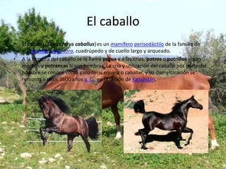 El caballo
•   El caballo (Equus ferus caballus) es un mamífero perisodáctilo de la familia de
    los équidos, herbívoro, cuadrúpedo y de cuello largo y arqueado.
•   A la hembra del caballo se le llama yegua y a las crías, potros o potrillos si son
    machos y potrancas si son hembras. La cría y utilización del caballo por parte del
    hombre se conoce como ganadería equina o caballar, y su domesticación se
    remonta a unos 3600 años a. C., en la región de Kazajistán.
 