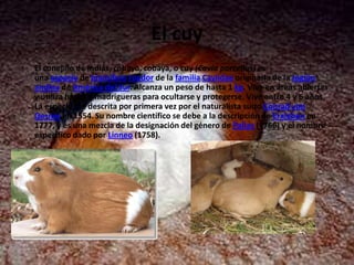 El cuy
•   El conejillo de Indias, cobayo, cobaya, o cuy (Cavia porcellus) es
    una especie de mamífero roedor de la familia Caviidae originaria de la región
    andina de América del Sur. Alcanza un peso de hasta 1 kg. Vive en áreas abiertas
    y utiliza hoyos y madrigueras para ocultarse y protegerse. Vive entre 4 y 6 años.
    La especie fue descrita por primera vez por el naturalista suizo Conrad von
    Gesner en 1554. Su nombre científico se debe a la descripción de Erxleben en
    1777, y es una mezcla de la designación del género de Pallas (1766) y el nombre
    específico dado por Linneo (1758).
 