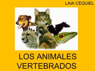 LAIA CEQUIEL




LOS ANIMALES
VERTEBRADOS
 