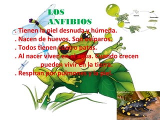 LOS
           ANFIBIOS
. Tienen la piel desnuda y húmeda.
. Nacen de huevos. Son ovíparos.
. Todos tienen cuatro patas.
. Al nacer viven en el agua. Cuando crecen
         pueden vivir en la tierra.
. Respiran por pulmones y la piel.
 