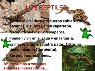 LOS REPTILES

 • Tienen la piel dura y el cuerpo cubierto de
   escamas, algunos tienen caparazón.
 • Nacen de huevos. Son ovíparos.
 • Pueden vivir en el agua y en la tierra.
 • La mayoría tienen cuatro patas. Otros no
   tienen ninguna( Serpiente).
 • Respiran por pulmones.

Ahora vamos a ver unos
animales invertebrados…
 