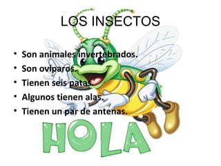 LOS INSECTOS

•   Son animales invertebrados.
•   Son ovíparos.
•   Tienen seis patas.
•   Algunos tienen alas.
•   Tienen un par de antenas.
 