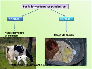 Por la forma de nacer pueden ser:
                Por la forma de nacer pueden ser:


   VIVÍPAROS                               OVÍPAROS




Nacen del vientre
de su madre                            Nacen de huevos




   TAMBIÉN SE PUEDEN CLASIFICAR EN:
 