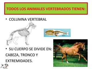 TODOS LOS ANIMALES VERTEBRADOS TIENEN:

• COLUMNA VERTEBRAL




• SU CUERPO SE DIVIDE EN:
CABEZA, TRONCO Y
EXTREMIDADES.
 