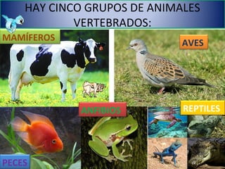 HAY CINCO GRUPOS DE ANIMALES
            VERTEBRADOS:
MAMÍFEROS
                             AVES




            ANFIBIOS         REPTILES




PECES
 