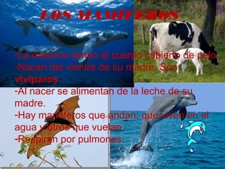 LOS MAMÍFEROS

-La mayoría tienen el cuerpo cubierto de pelo.
-Nacen del vientre de su madre. Son
vivíparos.
-Al nacer se alimentan de la leche de su
madre.
-Hay mamíferos que andan, que viven en el
agua y otros que vuelan.
-Respiran por pulmones.
 