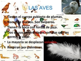 LAS AVES
• Tienen el cuerpo cubierto de plumas.
• Nacen de huevos. Son ovíparos.
• Tienen la boca con forma de pico.
• Dos de sus extremidades son alas que les
  permiten volar.
• La mayoría se desplazan volando.
• Respiran por pulmones.
 