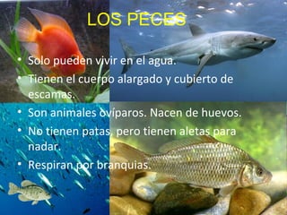 LOS PECES

• Solo pueden vivir en el agua.
• Tienen el cuerpo alargado y cubierto de
  escamas.
• Son animales ovíparos. Nacen de huevos.
• No tienen patas, pero tienen aletas para
  nadar.
• Respiran por branquias.
 