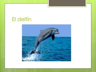 El delfín
 
