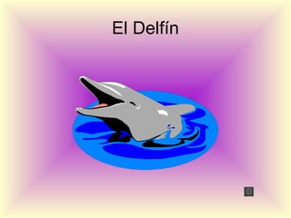 El Delfín
 