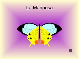 La Mariposa
 