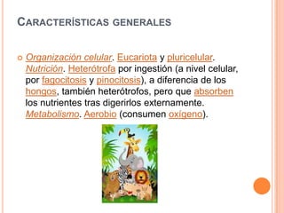 CARACTERÍSTICAS GENERALES

   Organización celular. Eucariota y pluricelular.
    Nutrición. Heterótrofa por ingestión (a nivel celular,
    por fagocitosis y pinocitosis), a diferencia de los
    hongos, también heterótrofos, pero que absorben
    los nutrientes tras digerirlos externamente.
    Metabolismo. Aerobio (consumen oxígeno).
 