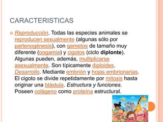 CARACTERISTICAS
   Reproducción. Todas las especies animales se
    reproducen sexualmente (algunas sólo por
    partenogénesis), con gametos de tamaño muy
    diferente (oogamia) y cigotos (ciclo diplonte).
    Algunas pueden, además, multiplicarse
    asexualmente. Son típicamente diploides.
    Desarrollo. Mediante embrión y hojas embrionarias.
    El cigoto se divide repetidamente por mitosis hasta
    originar una blástula. Estructura y funciones.
    Poseen colágeno como proteína estructural.
 