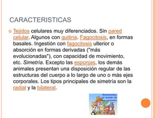 CARACTERISTICAS
   Tejidos celulares muy diferenciados. Sin pared
    celular. Algunos con quitina. Fagocitosis, en formas
    basales. Ingestión con fagocitosis ulterior o
    absorción en formas derivadas ("más
    evolucionadas"), con capacidad de movimiento,
    etc. Simetría. Excepto las esponjas, los demás
    animales presentan una disposición regular de las
    estructuras del cuerpo a lo largo de uno o más ejes
    corporales. Los tipos principales de simetría son la
    radial y la bilateral.
 