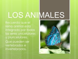 LOS ANIMALES
Recuerda que el
reino animal esta
integrado por todos
los seres unicelulares
y pluricelulares.
Que pueden ser
vertebrados e
invertebrados.
 