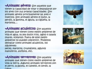 Son aquellos que
tienen la capacidad de volar o desplazarse por
los aires con sus propias capacidades. Son
animales aéreos principalmente las aves e
insectos. Son animales aéreos el búho, la
perdiz, la gaviota, el águila, la cigüeña, la
mariposa,...
Son aquellos
animales que tienen como medio ambiente de
vida el agua, ya sea dulce (ríos, lagos) o salada
(mares, océanos). Fuera de este medio
ambiente no pueden sobrevivir. Podemos
destacar como animales acuáticos, los
siguientes:
peces, mariscos, crustáceos, algunos
mamíferos, anfibios, etc.
Son aquellos
animales que tienen como medio ambiente de
vida la tierra. Algunos animales terrestres son
el perro, la gacela, el camello, el cerdo, la
 