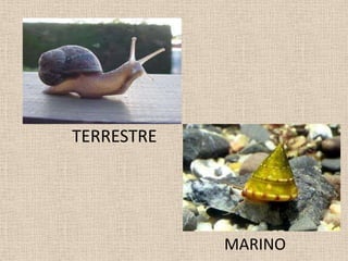 TERRETRE
TERRESTRE
MARINO
 