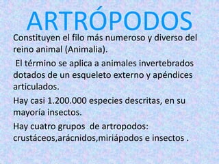 ARTRÓPODOSConstituyen el filo más numeroso y diverso del
reino animal (Animalia).
El término se aplica a animales invertebrados
dotados de un esqueleto externo y apéndices
articulados.
Hay casi 1.200.000 especies descritas, en su
mayoría insectos.
Hay cuatro grupos de artropodos:
crustáceos,arácnidos,miriápodos e insectos .
 