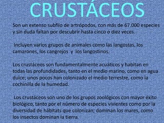 CRUSTÁCEOSSon un extenso subfilo de artrópodos, con más de 67.000 especies
y sin duda faltan por descubrir hasta cinco o diez veces.
Incluyen varios grupos de animales como las langostas, los
camarones, los cangrejos y los langostinos.
Los crustáceos son fundamentalmente acuáticos y habitan en
todas las profundidades, tanto en el medio marino, como en agua
dulce; unos pocos han colonizado el medio terrestre, como la
cochinilla de la humedad.
Los crustáceos son uno de los grupos zoológicos con mayor éxito
biológico, tanto por el número de especies vivientes como por la
diversidad de hábitats que colonizan; dominan los mares, como
los insectos dominan la tierra.
 