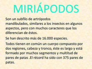 MIRIÁPODOS
Son un subfilo de artrópodos
mandibulados, similares a los insectos en algunos
aspectos, pero con muchos caracteres que los
diferencian de éstos.
Se han descrito más de 16.000 especies.
Todos tienen en común un cuerpo compuesto por
dos regiones, cabeza y tronco, éste es largo y está
formado por muchos segmentos y multitud de
pares de patas .El récord ha sido con 375 pares de
patas.
 
