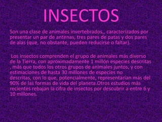 INSECTOS
Son una clase de animales invertebrados,, caracterizados por
presentar un par de antenas, tres pares de patas y dos pares
de alas (que, no obstante, pueden reducirse o faltar).
Los insectos comprenden el grupo de animales más diverso
de la Tierra, con aproximadamente 1 millón especies descritas
, más que todos los otros grupos de animales juntos, y con
estimaciones de hasta 30 millones de especies no
descritas, con lo que, potencialmente, representarían más del
90% de las formas de vida del planeta.Otros estudios más
recientes rebajan la cifra de insectos por descubrir a entre 6 y
10 millones.
 