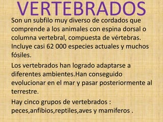 VERTEBRADOSSon un subfilo muy diverso de cordados que
comprende a los animales con espina dorsal o
columna vertebral, compuesta de vértebras.
Incluye casi 62 000 especies actuales y muchos
fósiles.
Los vertebrados han logrado adaptarse a
diferentes ambientes.Han conseguido
evolucionar en el mar y pasar posteriormente al
terrestre.
Hay cinco grupos de vertebrados :
peces,anfibios,reptiles,aves y mamiferos .
 