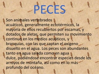 PECES
Son animales vertebrados
acuáticos, generalmente ectotérmicos, la
mayoría de ellos recubiertos por escamas, y
dotados de aletas, que permiten su movimiento
continuo en los medios acuáticos, y
branquias, con las que captan el oxígeno
disuelto en el agua. Los peces son abundantes
tanto en agua salada como en agua
dulce, pudiéndose encontrar especies desde los
arroyos de montaña, así como en lo más
profundo del océano.
 
