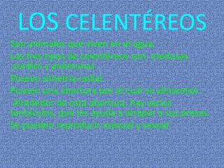 LOS CELENTÉREOS
Son animales que viven en el agua.
Los tres tipos de celentéreos son: medusas
,coráles y anémonas .
Poseen simetría radial.
Poseen una abertura por el cual se alimentan .
Alrededor de esta abertura, hay varios
tentáculos, que les ayuda a atrapar a sus presas.
Se pueden reproducir asexual y sexual .
 