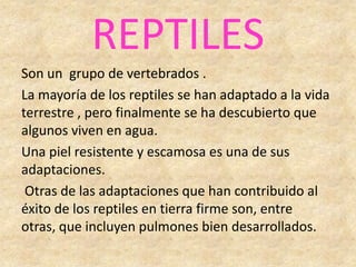 REPTILES
Son un grupo de vertebrados .
La mayoría de los reptiles se han adaptado a la vida
terrestre , pero finalmente se ha descubierto que
algunos viven en agua.
Una piel resistente y escamosa es una de sus
adaptaciones.
Otras de las adaptaciones que han contribuido al
éxito de los reptiles en tierra firme son, entre
otras, que incluyen pulmones bien desarrollados.
 