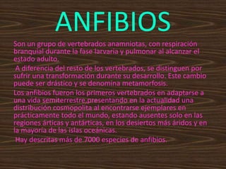 ANFIBIOS
Son un grupo de vertebrados anamniotas, con respiración
branquial durante la fase larvaria y pulmonar al alcanzar el
estado adulto.
A diferencia del resto de los vertebrados, se distinguen por
sufrir una transformación durante su desarrollo. Este cambio
puede ser drástico y se denomina metamorfosis.
Los anfibios fueron los primeros vertebrados en adaptarse a
una vida semiterrestre,presentando en la actualidad una
distribución cosmopolita al encontrarse ejemplares en
prácticamente todo el mundo, estando ausentes solo en las
regiones árticas y antárticas, en los desiertos más áridos y en
la mayoría de las islas oceánicas.
Hay descritas más de 7000 especies de anfibios.
 