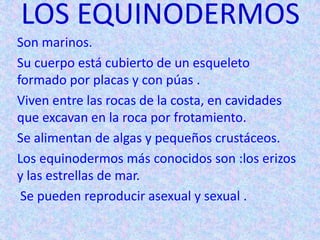 LOS EQUINODERMOS
Son marinos.
Su cuerpo está cubierto de un esqueleto
formado por placas y con púas .
Viven entre las rocas de la costa, en cavidades
que excavan en la roca por frotamiento.
Se alimentan de algas y pequeños crustáceos.
Los equinodermos más conocidos son :los erizos
y las estrellas de mar.
Se pueden reproducir asexual y sexual .
 