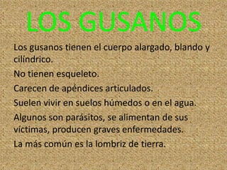 LOS GUSANOS
Los gusanos tienen el cuerpo alargado, blando y
cilíndrico.
No tienen esqueleto.
Carecen de apéndices articulados.
Suelen vivir en suelos húmedos o en el agua.
Algunos son parásitos, se alimentan de sus
víctimas, producen graves enfermedades.
La más común es la lombriz de tierra.
 