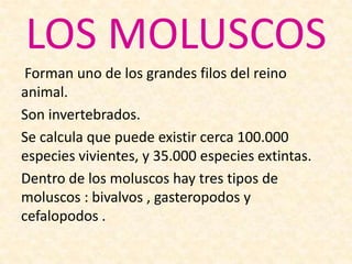 LOS MOLUSCOS
Forman uno de los grandes filos del reino
animal.
Son invertebrados.
Se calcula que puede existir cerca 100.000
especies vivientes, y 35.000 especies extintas.
Dentro de los moluscos hay tres tipos de
moluscos : bivalvos , gasteropodos y
cefalopodos .
 