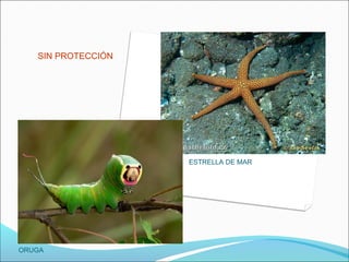 SIN PROTECCIÓN
ORUGA
ESTRELLA DE MAR
 