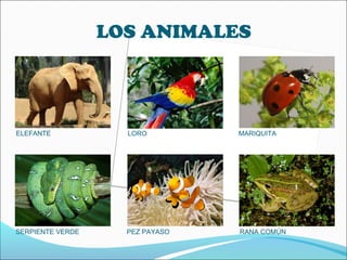 LOS ANIMALES
ELEFANTE LORO MARIQUITA
SERPIENTE VERDE PEZ PAYASO RANA COMÚN
 