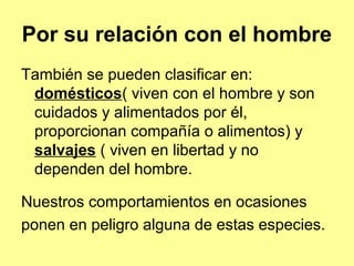 También se pueden clasificar en:
domésticos( viven con el hombre y son
cuidados y alimentados por él,
proporcionan compañía o alimentos) y
salvajes ( viven en libertad y no
dependen del hombre.
Nuestros comportamientos en ocasiones
ponen en peligro alguna de estas especies.
Por su relación con el hombre
 