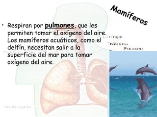 • Respiran por pulmones, que les
permiten tomar el oxígeno del aire.
Los mamíferos acuáticos, como el
delfín, necesitan salir a la
superficie del mar para tomar
oxígeno del aire.
Mamíferos
 