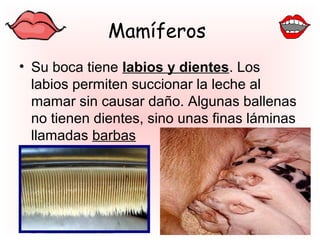 Mamíferos
• Su boca tiene labios y dientes. Los
labios permiten succionar la leche al
mamar sin causar daño. Algunas ballenas
no tienen dientes, sino unas finas láminas
llamadas barbas
 