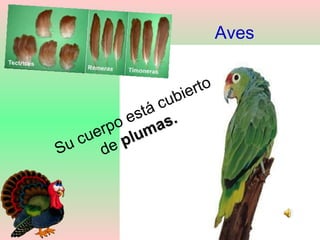 Aves
Su cuerpo está cubierto
de plumas.
plumas.
 