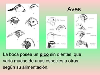 Aves
La boca posee un pico sin dientes, que
varía mucho de unas especies a otras
según su alimentación.
 