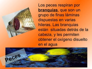 Los peces respiran por
branquias, que son un
grupo de finas láminas
dispuestas en varias
hileras. Las branquias
están situadas detrás de la
cabeza, y les permiten
obtener el oxígeno disuelto
en el agua.
Peces
 