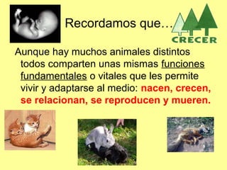 Recordamos que…
Aunque hay muchos animales distintos
todos comparten unas mismas funciones
fundamentales o vitales que les permite
vivir y adaptarse al medio: nacen, crecen,
se relacionan, se reproducen y mueren.
 