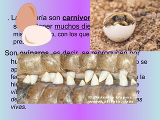 Reptiles
. La mayoría son carnívoros. En la boca
suelen tener muchos dientes, todos del
mismo tamaño, con los que retienen a sus
presas.
Son ovíparos, es decir, se reproducen por
huevos. Su fecundación es interna. El macho se
aparea con la hembra y se forman huevos
fecundados. la hembra pone los huevos sobre la
hierba o los entierra. Algunos reptiles, como la
víbora, son ovovivíparos: Los huevos se abren
dentro del cuerpo de la madre y nacen las crías
vivas.
 