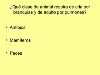 ¿Qué clase de animal respira de cria por
branquias y de adulto por pulmones?
• Anfibios
• Mamíferos
• Peces
 
