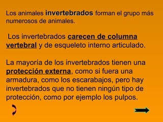 Los animales invertebradosinvertebrados forman el grupo más
numerosos de animales.
Los invertebrados carecen de columna
vertebral y de esqueleto interno articulado.
La mayoría de los invertebrados tienen una
protección externa, como si fuera una
armadura, como los escarabajos, pero hay
invertebrados que no tienen ningún tipo de
protección, como por ejemplo los pulpos.
 