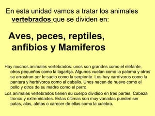 En esta unidad vamos a tratar los animales
vertebrados que se dividen en:
Aves, peces, reptiles,
anfibios y Mamiferos
Hay muchos animales vertebrados: unos son grandes como el elefante,
otros pequeños como la lagartija. Algunos vuelan como la paloma y otros
se arrastran por le suelo como la serpiente. Los hay carnívoros como la
pantera y herbívoros como el caballo. Unos nacen de huevo como el
pollo y otros de su madre como el perro.
Los animales vertebrados tienen su cuerpo dividido en tres partes. Cabeza
tronco y extremidades. Estas últimas son muy variadas pueden ser
patas, alas, aletas o carecer de ellas como la culebra.
 